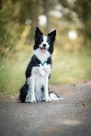 Border Collie Catnizz