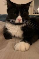 Katten Knutte