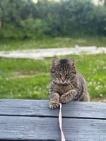 Katten Stina