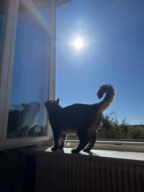 Katt - Katten Stina