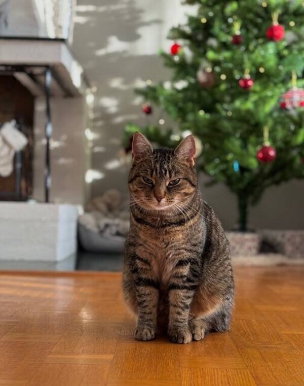 Katt - Katten Stina