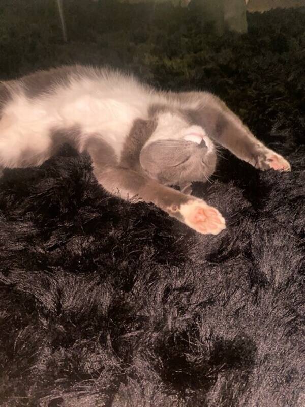 Katt -  Bullen