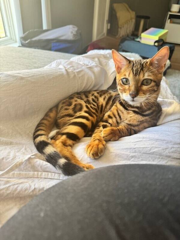 Katt - Bengalen Boba Katt - Bengalen Boba