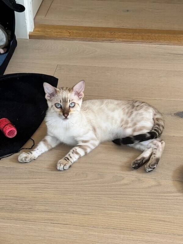 Katt - Snbengalen Olaf