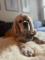 Amerikansk cockerspaniel Amerikansk cockerspaniel