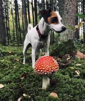 Parson Russel Terrier