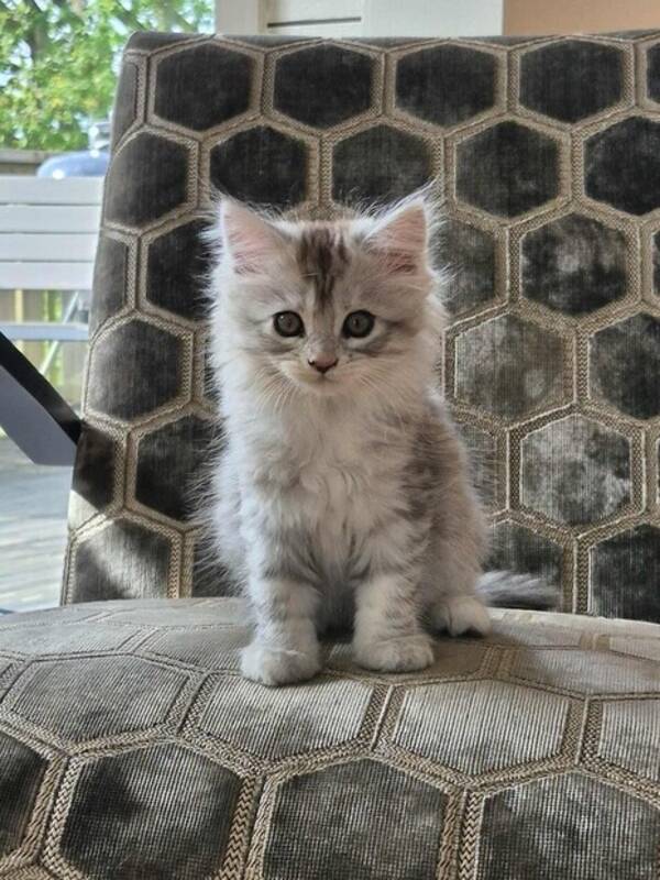 Katt - Chloe 