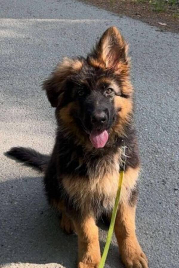 Hund - Hubbe