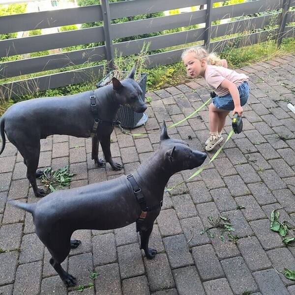 Hund - Xolo, to hann.... Hund - Xolo, to hann....