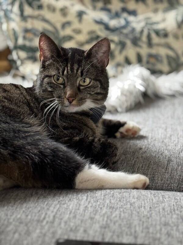 Katt - Mimmi