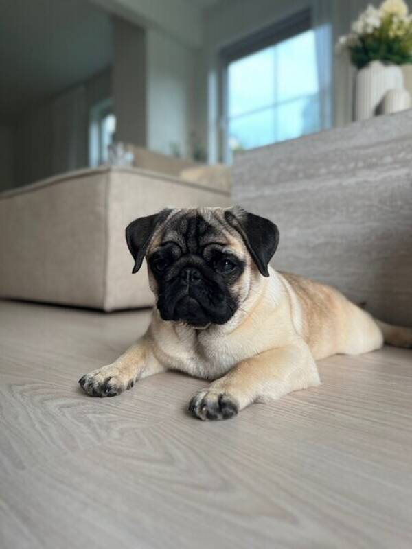 Hund - Mops Hund - Mops