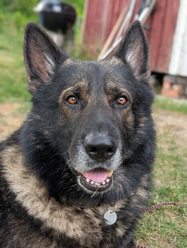 Hund - Grå schæfer  Hund - Grå schæfer