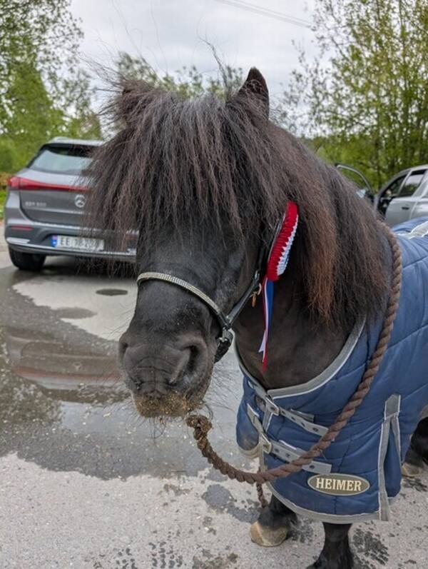 Annet - Shetlandsponni Annet - Shetlandsponni