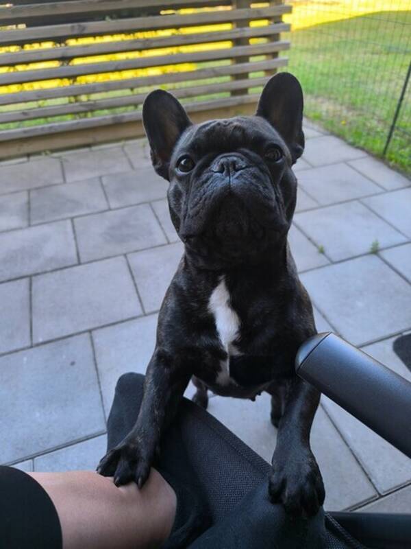 Hund - Issa