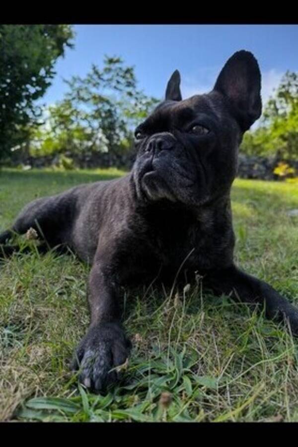 Hund - Hia  