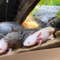 Axolotl