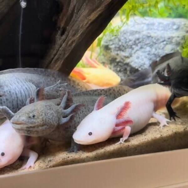 vrigt - Axolotl
