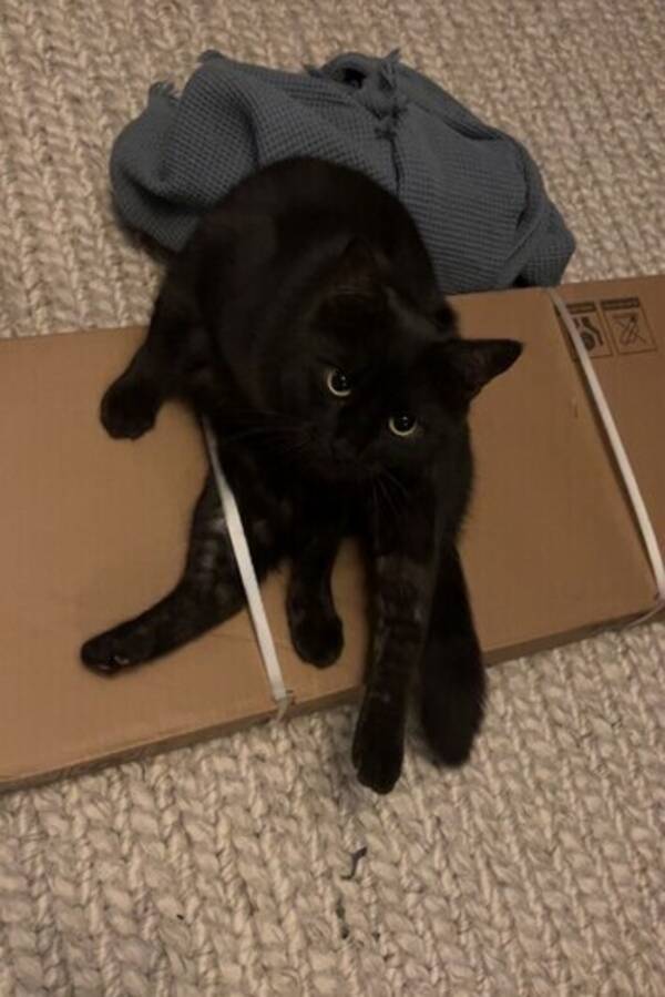 Katt - Katten Elvis