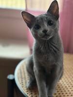 Russian Blue