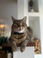 Katten Vigor Katten Vigor