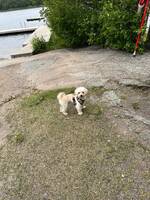 Maltipoo Freddy