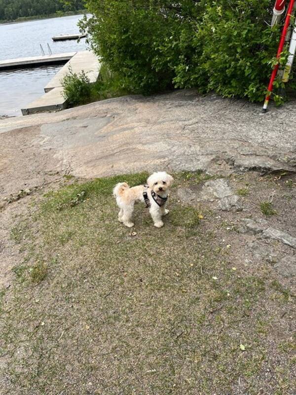 Hund - Maltipoo Freddy