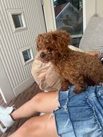 Maltipoo