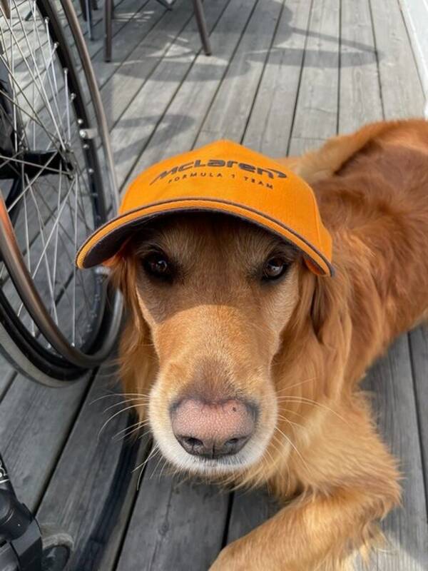 Hund - Golden Sammi