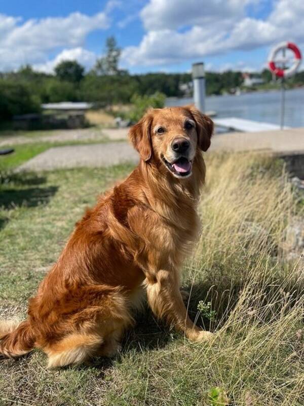 Hund - Golden Sammi