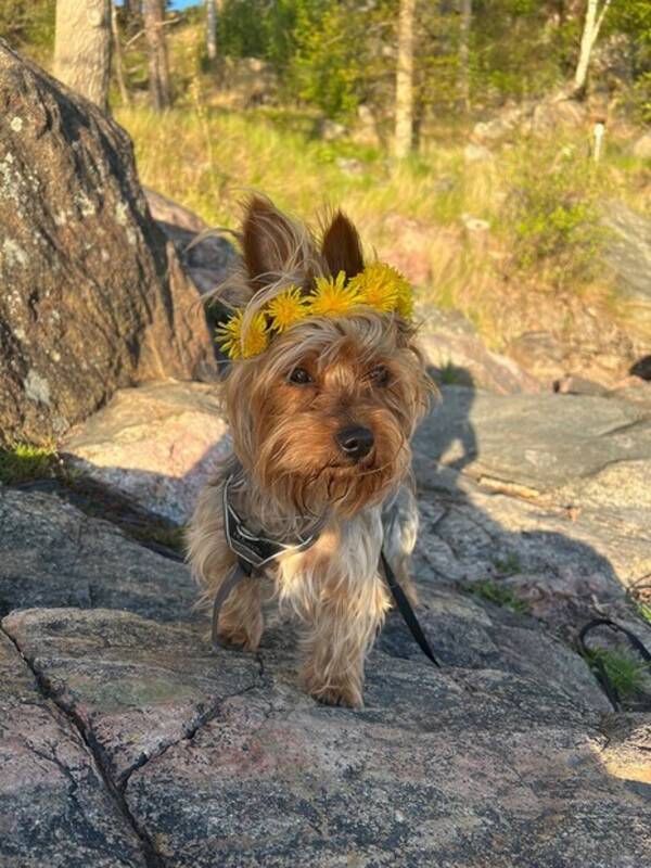 Hund - Yorkshiren marley