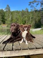 Labrador Glimma och chihuahua rtan