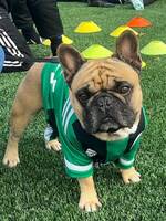 Fransk bulldog Sixten Fransk bulldog Sixten