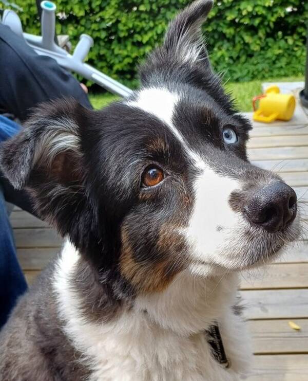 Hund