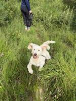 Goldendoodlen Vilda Goldendoodlen Vilda