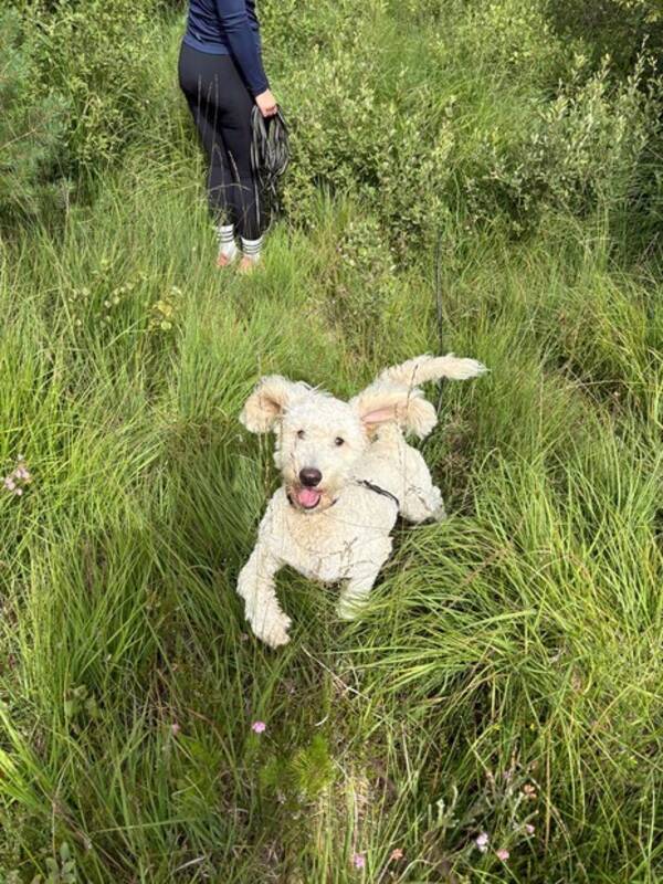 Hund - Goldendoodlen Vilda