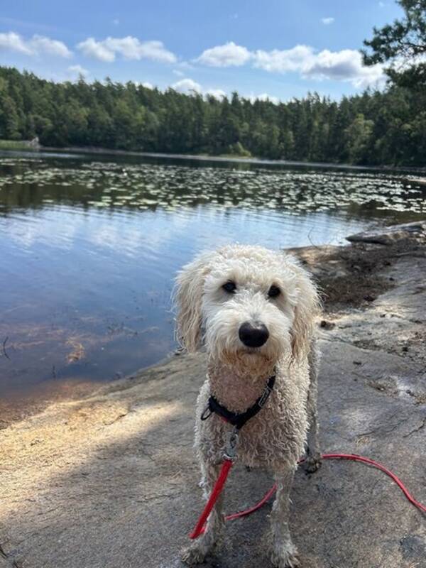 Hund - Goldendoodlen Vilda