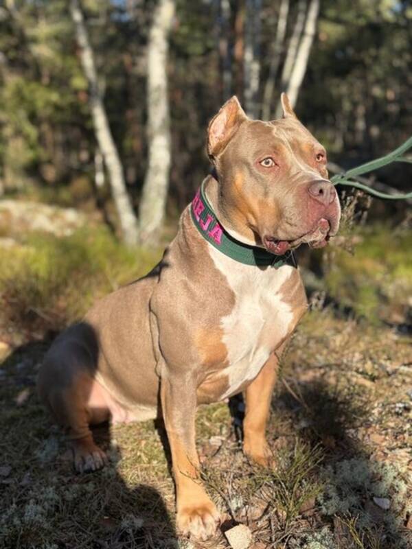Hund - Freja da American Bully