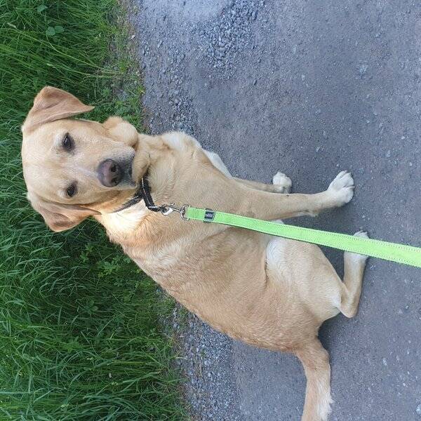 Hund - Labradoren Dexter