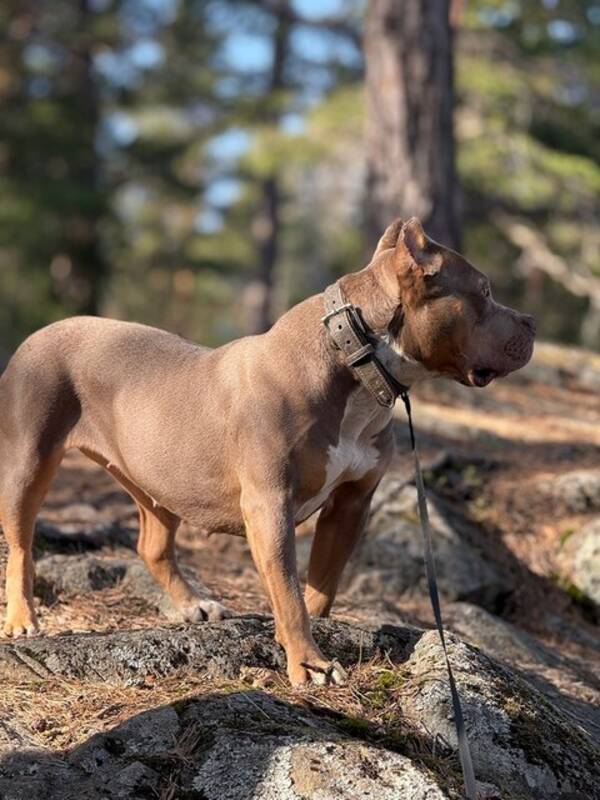 Hund - Freja da American Bully