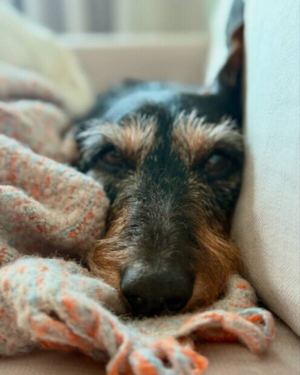 Hund - Taxen Hugo