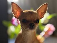 Nikki Chihuahuan