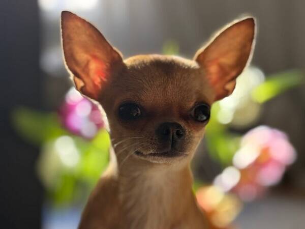 Hund - Nikki Chihuahuan