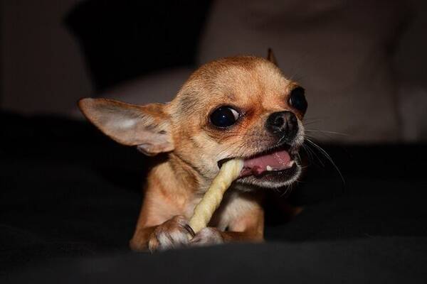 Hund - Nikki Chihuahuan