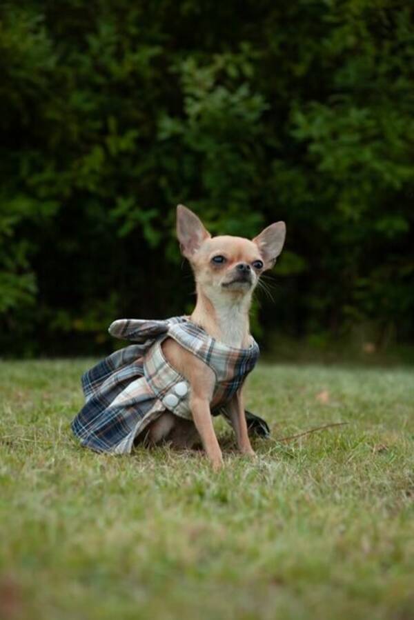 Hund - Nikki Chihuahuan