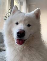 Samojed Samojed