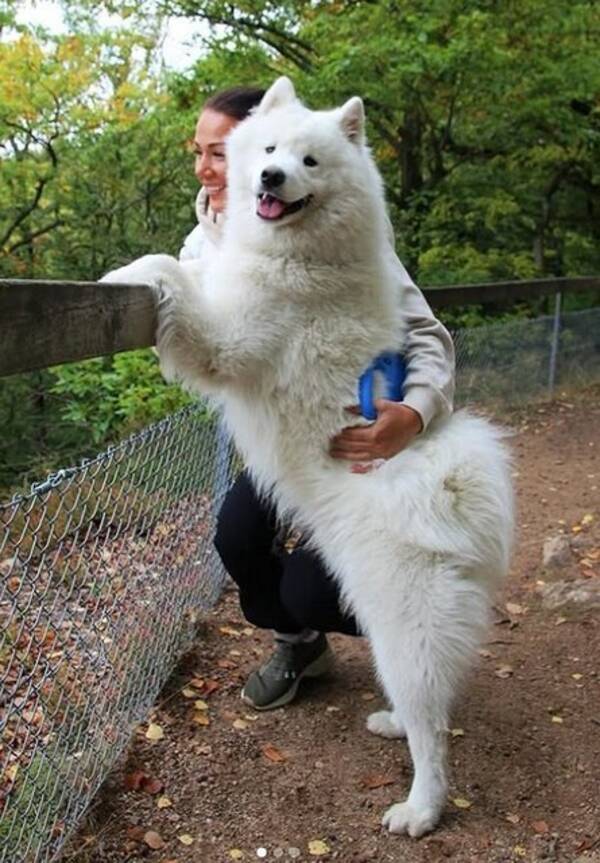 Hund - Samojed
