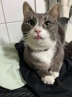 Vr kissekatt Molly
