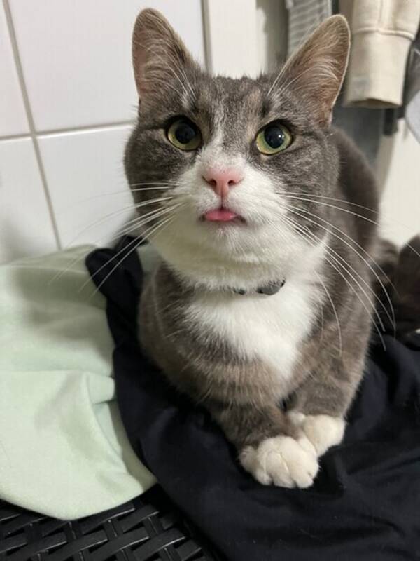 Katt - Vr kissekatt Molly