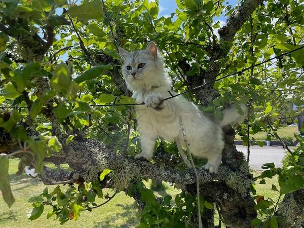 Katt - Frost