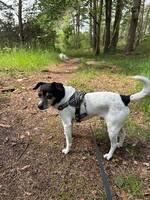Hunden Midas 